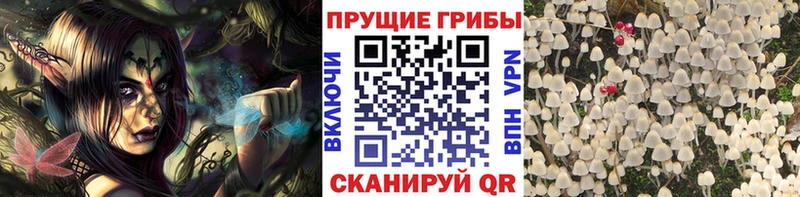 Псилоцибиновые грибы Psilocybine cubensis  Лысково 